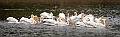 image by Kirms Photography White Pelican-4
